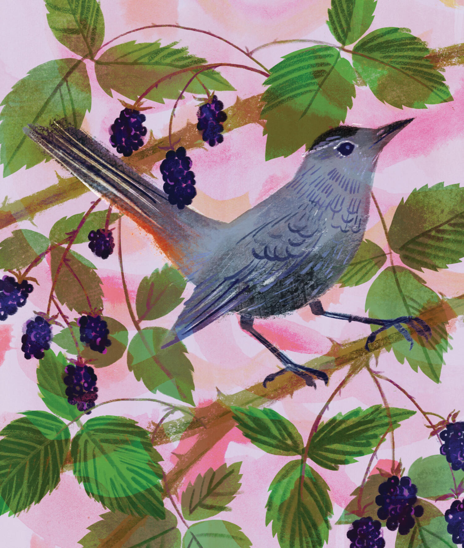 Painting of a grey catbird perched on brambles with ripe blackberries